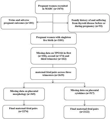 Association of maternal thyroid peroxidase antibody during pregnancy with placental morphology and inflammatory and oxidative stress responses